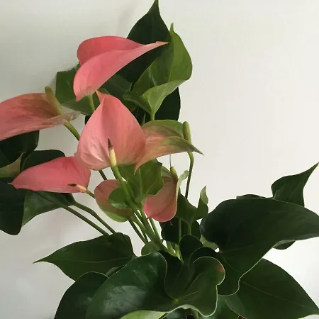 Apartment Neda Split